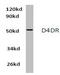 Dopamine Receptor D4 antibody, AP01422PU-N, Origene, Western Blot image 