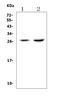 VEGF antibody, A00045-2, Boster Biological Technology, Western Blot image 