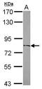 Zinc finger protein 64 antibody, PA5-30653, Invitrogen Antibodies, Western Blot image 