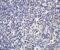 IL-17 antibody, 4887, ProSci Inc, Immunohistochemistry paraffin image 