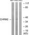 Muscarinic acetylcholine receptor M2 antibody, TA313310, Origene, Western Blot image 