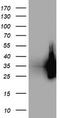 Low Density Lipoprotein Receptor Adaptor Protein 1 antibody, CF503845, Origene, Western Blot image 