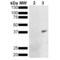 Metallothionein antibody, SMC-553S, StressMarq, Western Blot image 