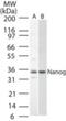 Nanog Homeobox antibody, NBP2-24941, Novus Biologicals, Western Blot image 