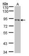 NADH:Ubiquinone Oxidoreductase Core Subunit S1 antibody, PA5-28220, Invitrogen Antibodies, Western Blot image 