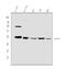 Aldh3 antibody, PB9982, Boster Biological Technology, Western Blot image 