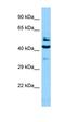 SH2 Domain Containing 4A antibody, orb331337, Biorbyt, Western Blot image 
