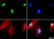 Endonuclease III-like protein 1 antibody, NB100-108, Novus Biologicals, Immunofluorescence image 