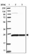 GTP cyclohydrolase I antibody, NBP1-84949, Novus Biologicals, Western Blot image 