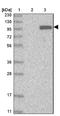 Kinesin-like protein KIF20A antibody, NBP1-87175, Novus Biologicals, Western Blot image 