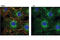 Lipoma-preferred partner antibody, 3389S, Cell Signaling Technology, Immunocytochemistry image 