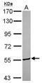 Family With Sequence Similarity 234 Member A antibody, NBP2-16999, Novus Biologicals, Western Blot image 