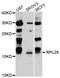 60S ribosomal protein L29 antibody, STJ111584, St John