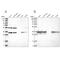 Pyrophosphatase (Inorganic) 2 antibody, PA5-56817, Invitrogen Antibodies, Western Blot image 