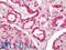 Vesicle Associated Membrane Protein 4 antibody, LS-B11352, Lifespan Biosciences, Immunohistochemistry paraffin image 