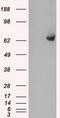 Guanylate Binding Protein 2 antibody, CF500661, Origene, Western Blot image 