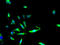 Zinc Finger GRF-Type Containing 1 antibody, A66002-100, Epigentek, Immunofluorescence image 