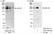Kinesin Family Member 13A antibody, A301-078A, Bethyl Labs, Western Blot image 