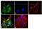 Solute Carrier Family 1 Member 2 antibody, 711020, Invitrogen Antibodies, Immunofluorescence image 