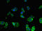 Microsomal triglyceride transfer protein large subunit antibody, orb45999, Biorbyt, Immunocytochemistry image 