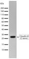 Claudin-8 antibody, 710223, Invitrogen Antibodies, Western Blot image 