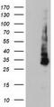 Potassium Voltage-Gated Channel Subfamily J Member 3 antibody, LS-C173698, Lifespan Biosciences, Western Blot image 