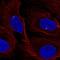 FGFR1 Oncogene Partner antibody, HPA071876, Atlas Antibodies, Immunofluorescence image 