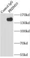 PR domain zinc finger protein 10 antibody, FNab06752, FineTest, Immunoprecipitation image 