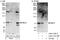 Maternal Embryonic Leucine Zipper Kinase antibody, A303-137A, Bethyl Labs, Immunoprecipitation image 