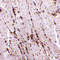 SCARB2 antibody, 4621, ProSci Inc, Immunohistochemistry paraffin image 
