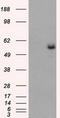 Fumarate Hydratase antibody, TA500682S, Origene, Western Blot image 