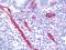 Platelet And Endothelial Cell Adhesion Molecule 1 antibody, orb181542, Biorbyt, Immunohistochemistry paraffin image 