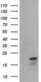 NADH:Ubiquinone Oxidoreductase Subunit B10 antibody, MA5-26082, Invitrogen Antibodies, Western Blot image 
