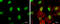 ETS Variant 5 antibody, GTX114394, GeneTex, Immunofluorescence image 
