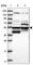 POC5 Centriolar Protein antibody, HPA037510, Atlas Antibodies, Western Blot image 