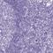 B(0,+)-type amino acid transporter 1 antibody, HPA042591, Atlas Antibodies, Immunohistochemistry frozen image 