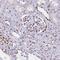 Nuclear Autoantigenic Sperm Protein antibody, HPA030520, Atlas Antibodies, Immunohistochemistry frozen image 