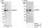 Nuclear Factor, Interleukin 3 Regulated antibody, A302-606A, Bethyl Labs, Western Blot image 