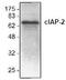 Baculoviral IAP Repeat Containing 3 antibody, PA1-26473, Invitrogen Antibodies, Western Blot image 
