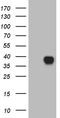 IGB antibody, TA810561S, Origene, Western Blot image 