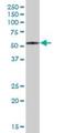 F-Box Protein 7 antibody, H00025793-B01P, Novus Biologicals, Western Blot image 