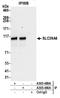 Zinc transporter ZIP6 antibody, A305-490A, Bethyl Labs, Immunoprecipitation image 