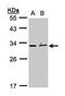 X-Ray Repair Cross Complementing 2 antibody, GTX105069, GeneTex, Western Blot image 