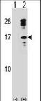 Charcot-Leyden Crystal Galectin antibody, LS-C168803, Lifespan Biosciences, Western Blot image 