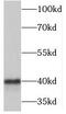 MARVEL Domain Containing 3 antibody, FNab05018, FineTest, Western Blot image 