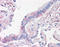 Prominin-2 antibody, TA341317, Origene, Immunohistochemistry frozen image 