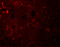 Potassium Two Pore Domain Channel Subfamily K Member 12 antibody, 6425, ProSci Inc, Immunofluorescence image 