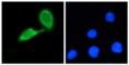 Cas9 antibody, A-9000-010, Epigentek, Immunofluorescence image 