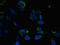 Protein Phosphatase 1 Regulatory Subunit 12C antibody, orb46555, Biorbyt, Immunofluorescence image 