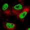 Protein SCAF8 antibody, HPA035602, Atlas Antibodies, Immunocytochemistry image 